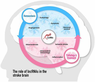 LncRNAs Stand as Potent Biomarkers and Therapeutic Targets for Stroke